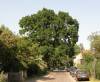  (Dorfstraße, Berlin-Rahnsdorf, ) 