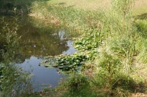  (Ruhwald-Teich, Charlottenburg) 