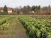  (Hofladen, Domäne Dahlem, ) 