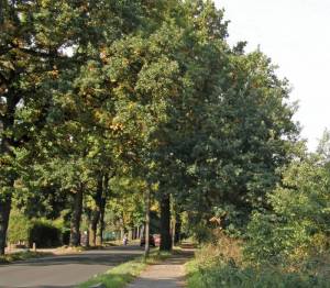 Benschallee 2008 Benschallee, Berlin-Nikolassee, Kleingartenanlage Schlachtensee Süd, Mauerweg, Stammbahn