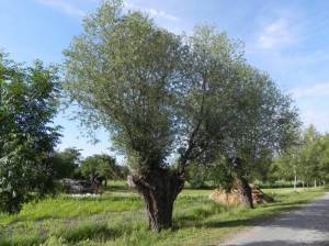Klicken zum Vergrößern (Etziner Dorfstraße, Ketzin-Etzin, Storchennest, Dorfplatz)