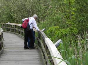 Eichwerdersteg (2015) Eichwerdersteg, Berlin-Hermsdorf, Tegeler Fließ, Naturlehrpfad