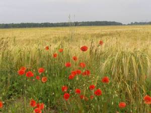  Teufelsbruchwiesen, Falkensee
