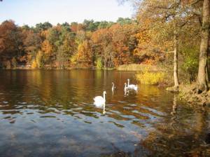 Schwäne in Ufernähe (2009) Rundweg um die Krumme Lanke, Zehlendorf