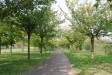  Kirschbaumallee, Pankow