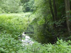 Naturschutzgebiet Kindelfließ-Springluch, Bieselfließ (2014) Naturschutzgebiet Kindelsee-Springluch, Bieselfließ, Kindelfließ, Bayernsee, Kindelsee