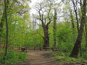 Die Dicke Marie (2016) Von Alt-Tegel nach Heiligensee, Höchster Baum Berlins, Ältester Baum Berlins, Baumberge, Schaustelle Sturm, Tegeler Forst, Tegeler See