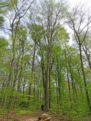 Höchster Baum Berlins (2016) Höchster Baum von Berlin, Berlin-Tegel, Tegeler Forst
